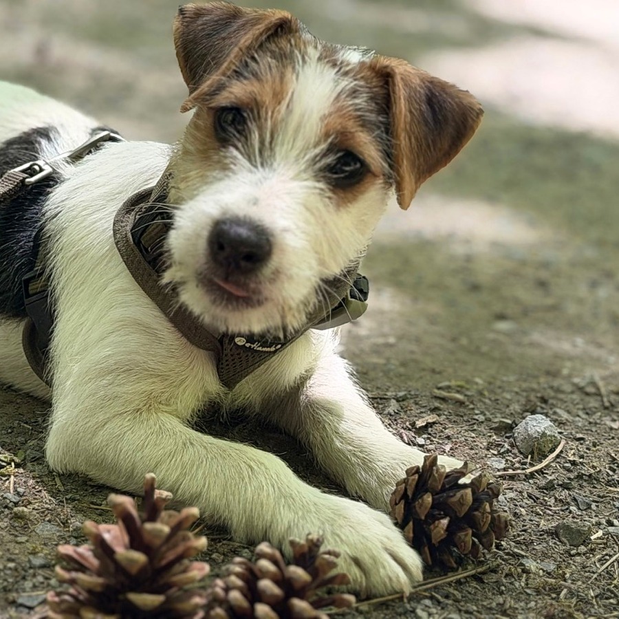 Cleo, Parson Russell Terrier