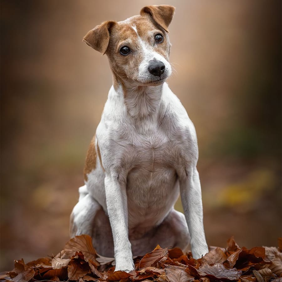 Lotta, Parson Russell Terrier